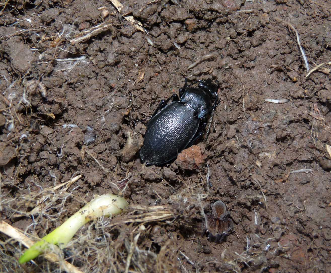 Carabus rossii con Trochosa sp. e Dysdera sp.